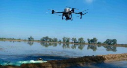 Karacabey’de Dron ile Çeltik Ekim Dönemi