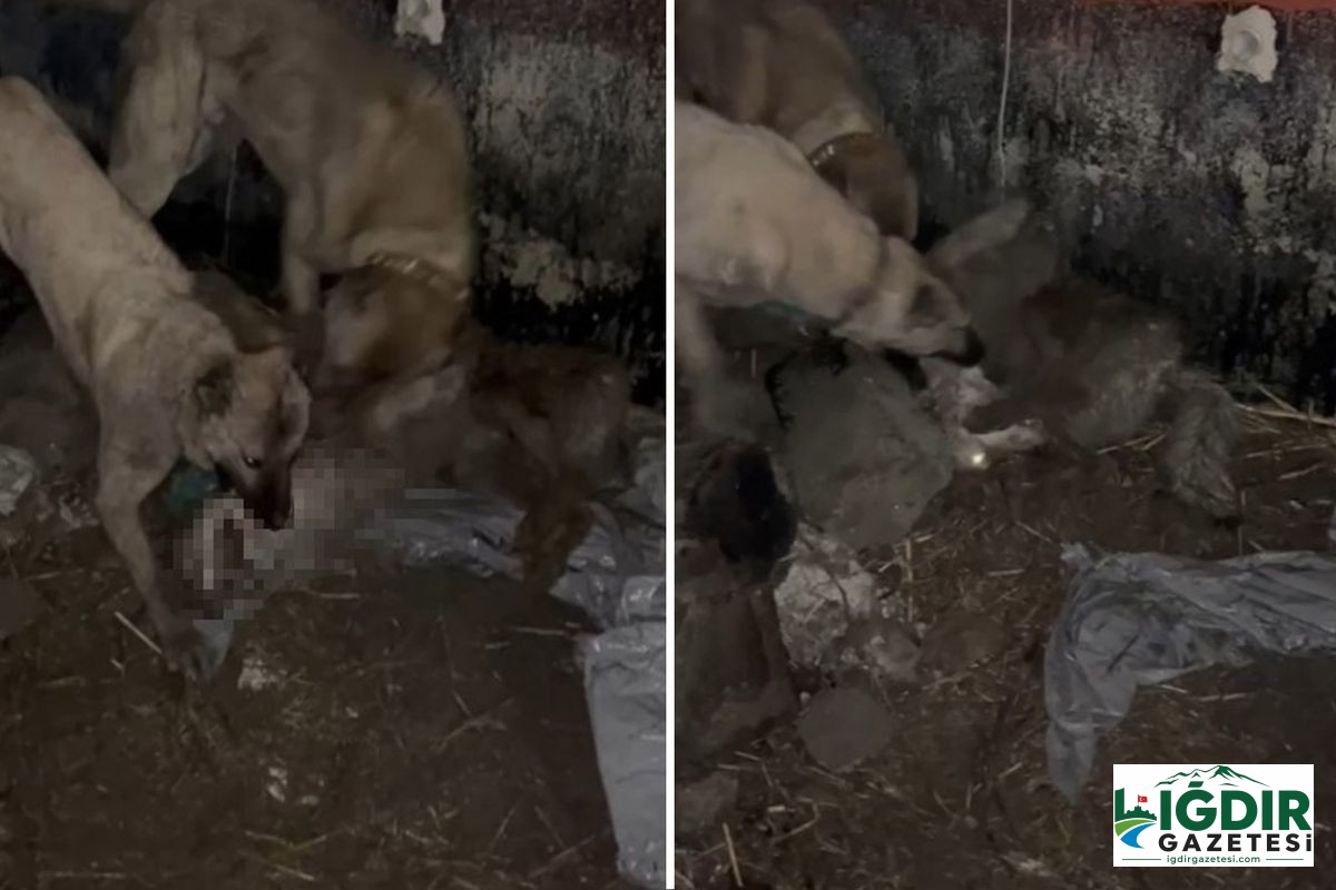 Ahıra girmeye çalışan kurt, kangallara yakalanınca bedelini ağır ödedi