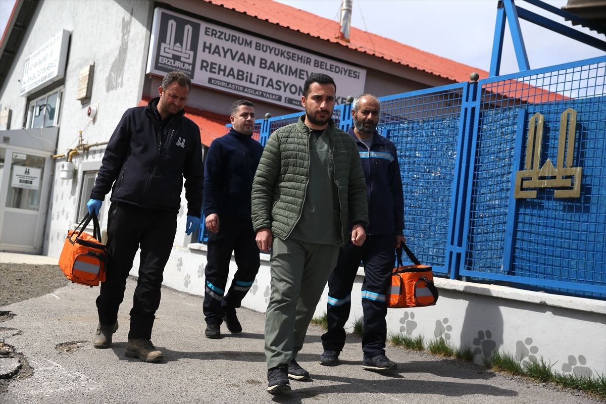 Erzurum’da Sahipsiz Hayvan Sorununa Çözüm