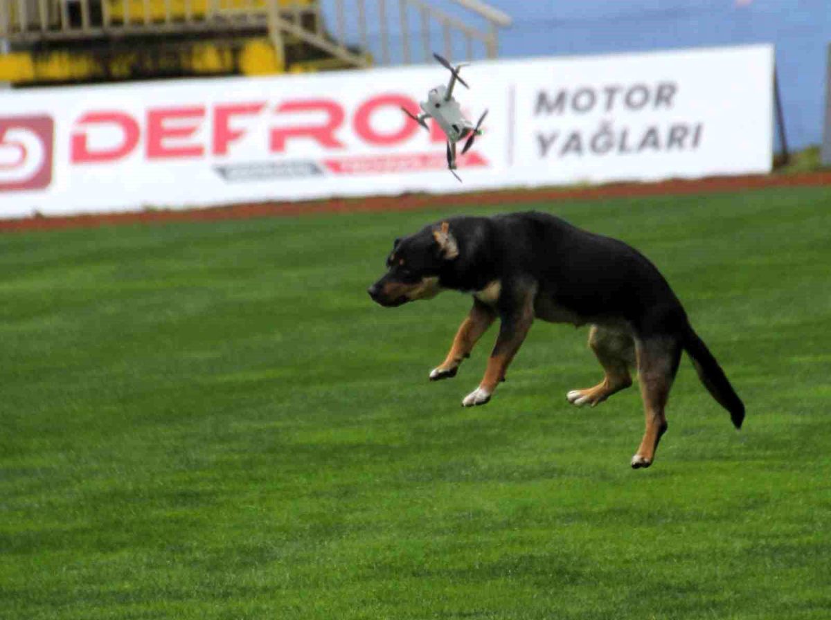 Dron ve Başboş Köpek Tehlike Yarattı