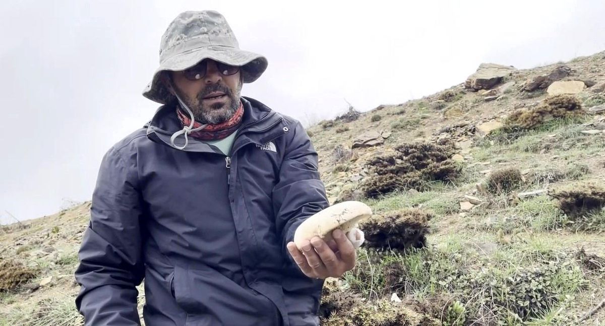 Erzincan’da Çaşır Mantarı 2 Bin Lira