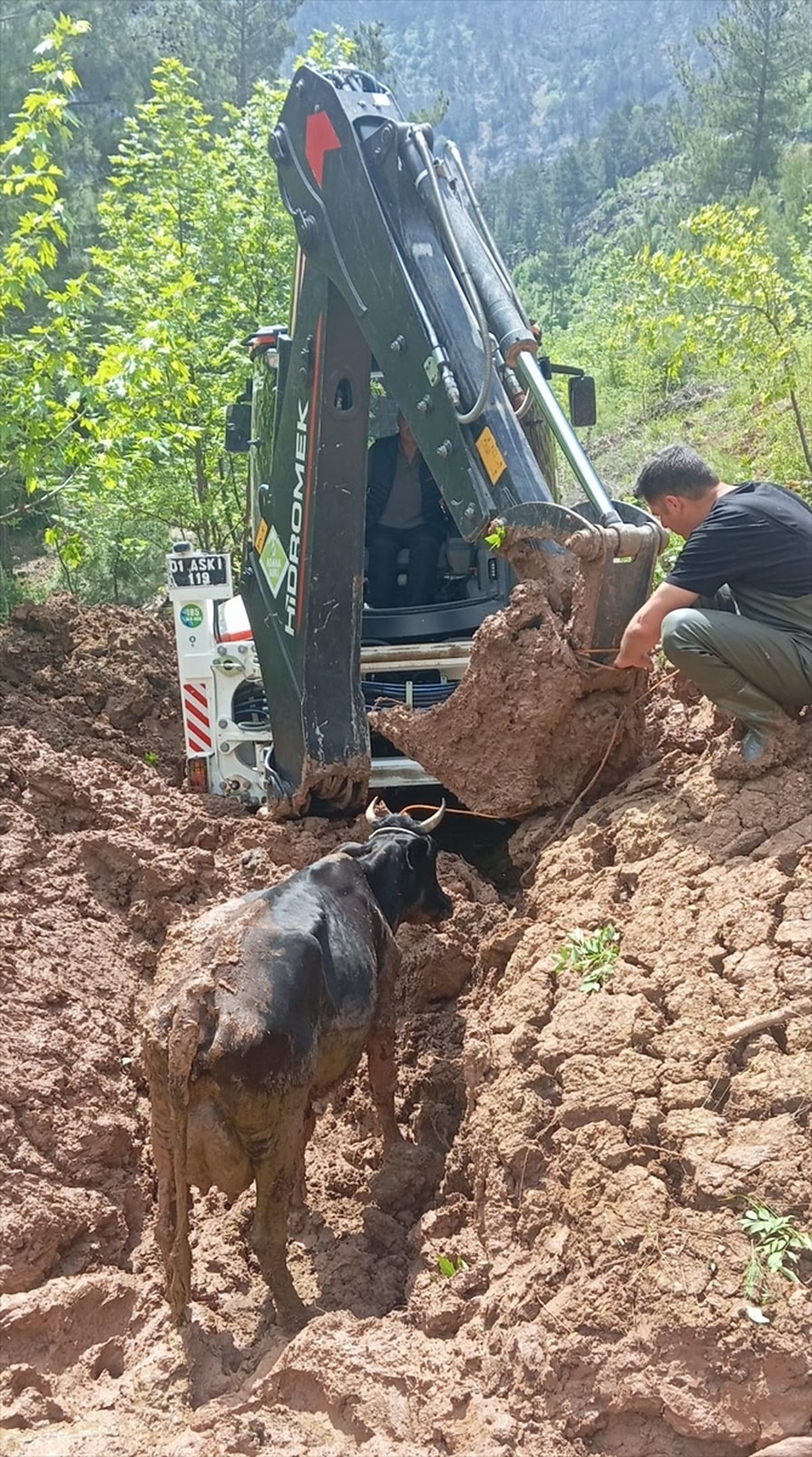 Çamura Saplanan İnek Kurtarıldı