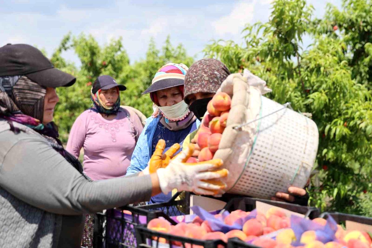 Kozan’da Erkenci Şeftali Hasadı Başladı