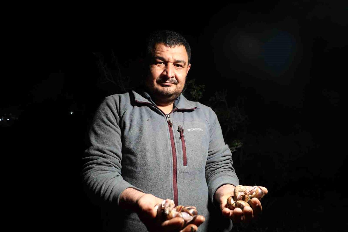 Kozan’da Salyangoz Toplama Ek Gelir Sağlıyor