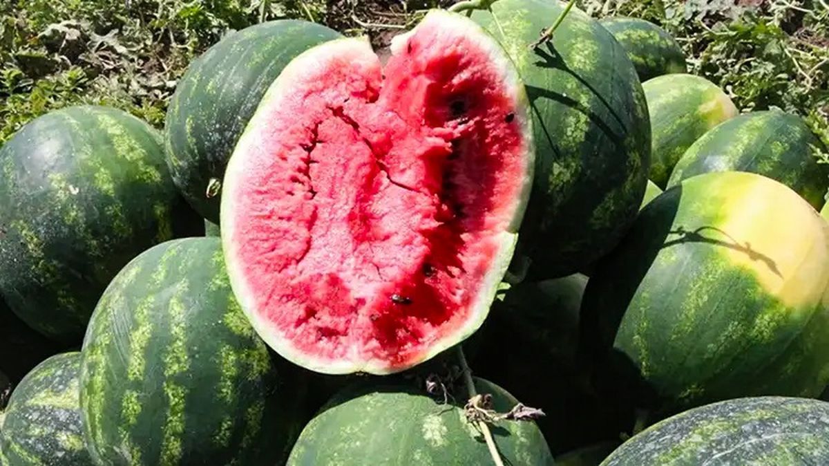 Adana’da Karpuz Hasadı Başladı