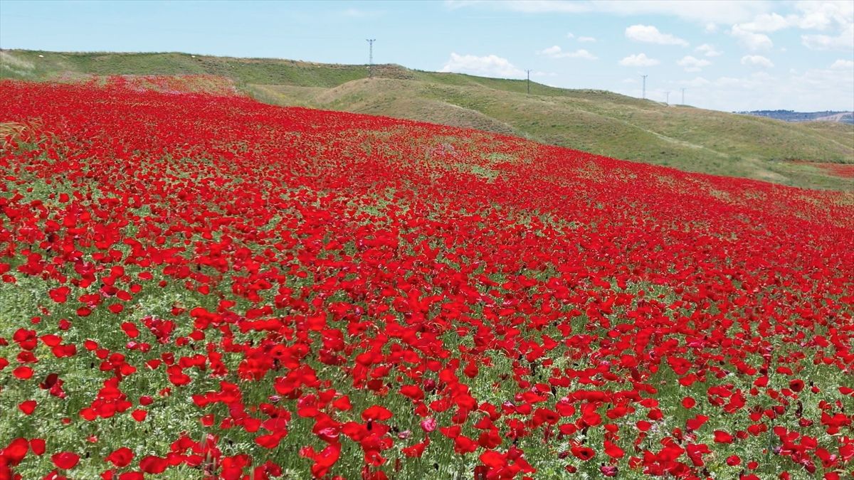 Adıyaman’da Gelincik Tarlaları