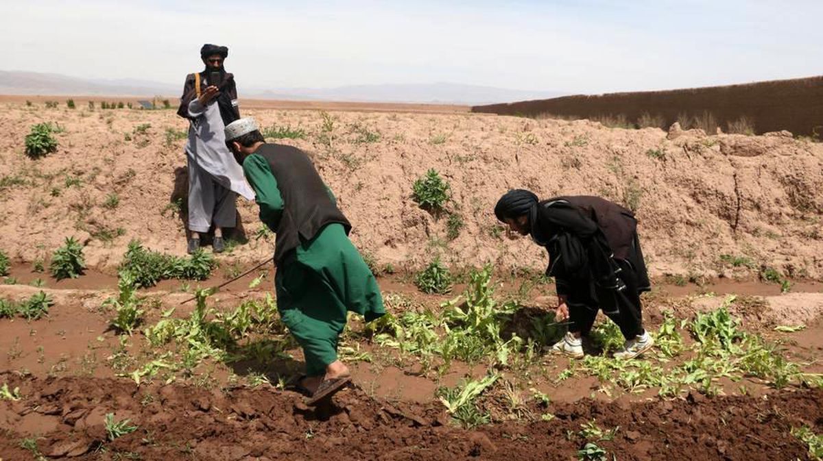 Afganistan’da 405 Hektar Haşhaş Tarlasına Operasyon