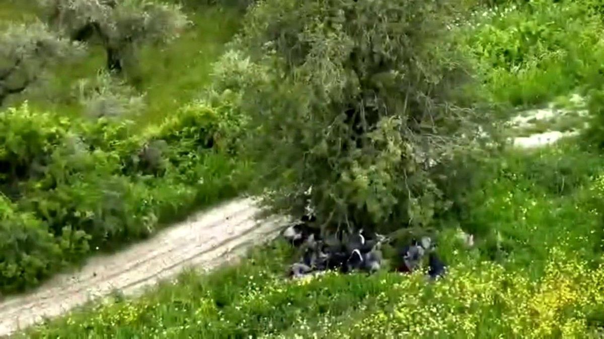 Hatay’da ağaç altında gizlenen 42 kaçak göçmen drone ile yakalandı