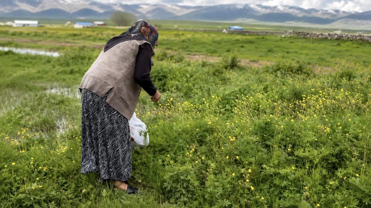Yazılı Köyü’nde Şifalı Ot Toplama Meshuru