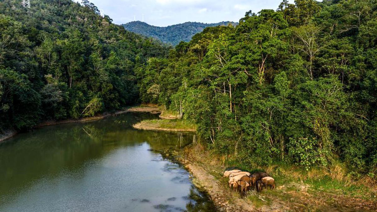 Xishuangbanna Koruma Alanı’nın Zenginliği