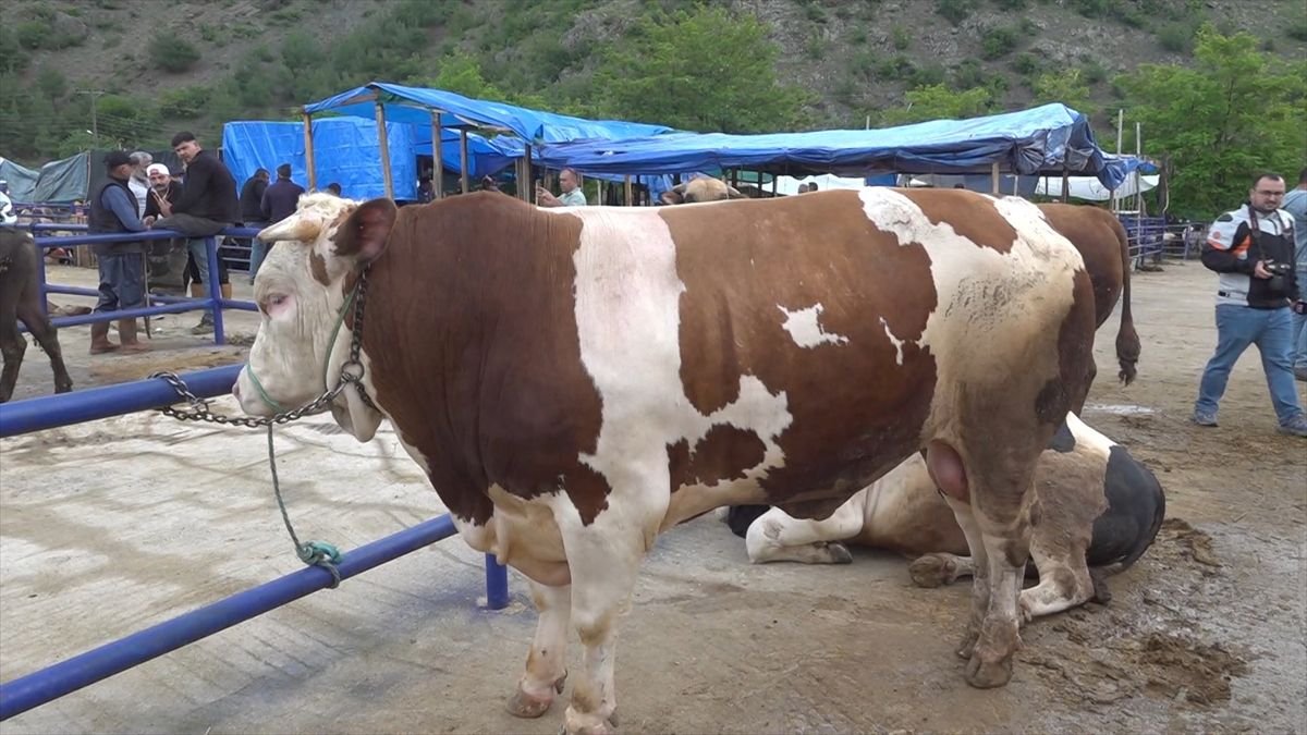 Amasya’da Kurban Bayramı Öncesi Hayvan Pazarı