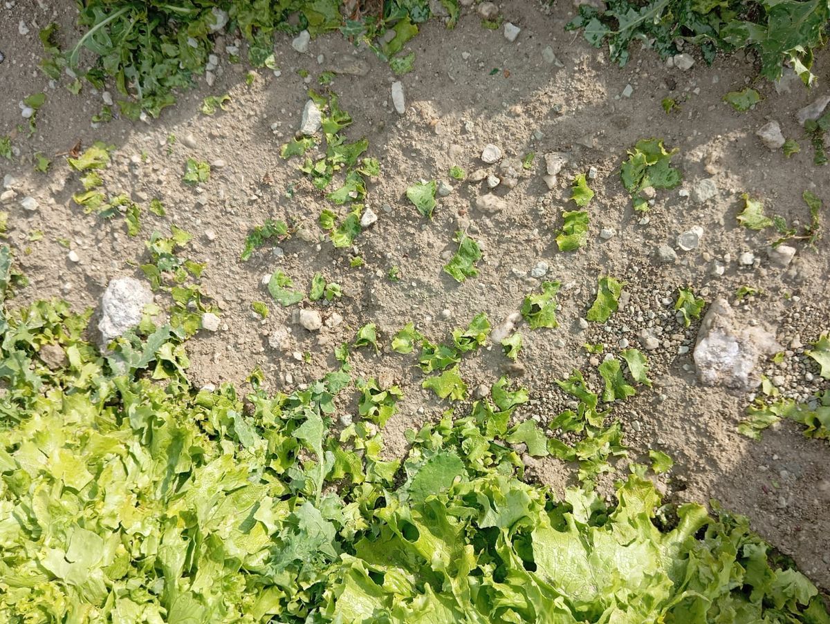 Beypazarı’nda Dolu Zarar Verdi