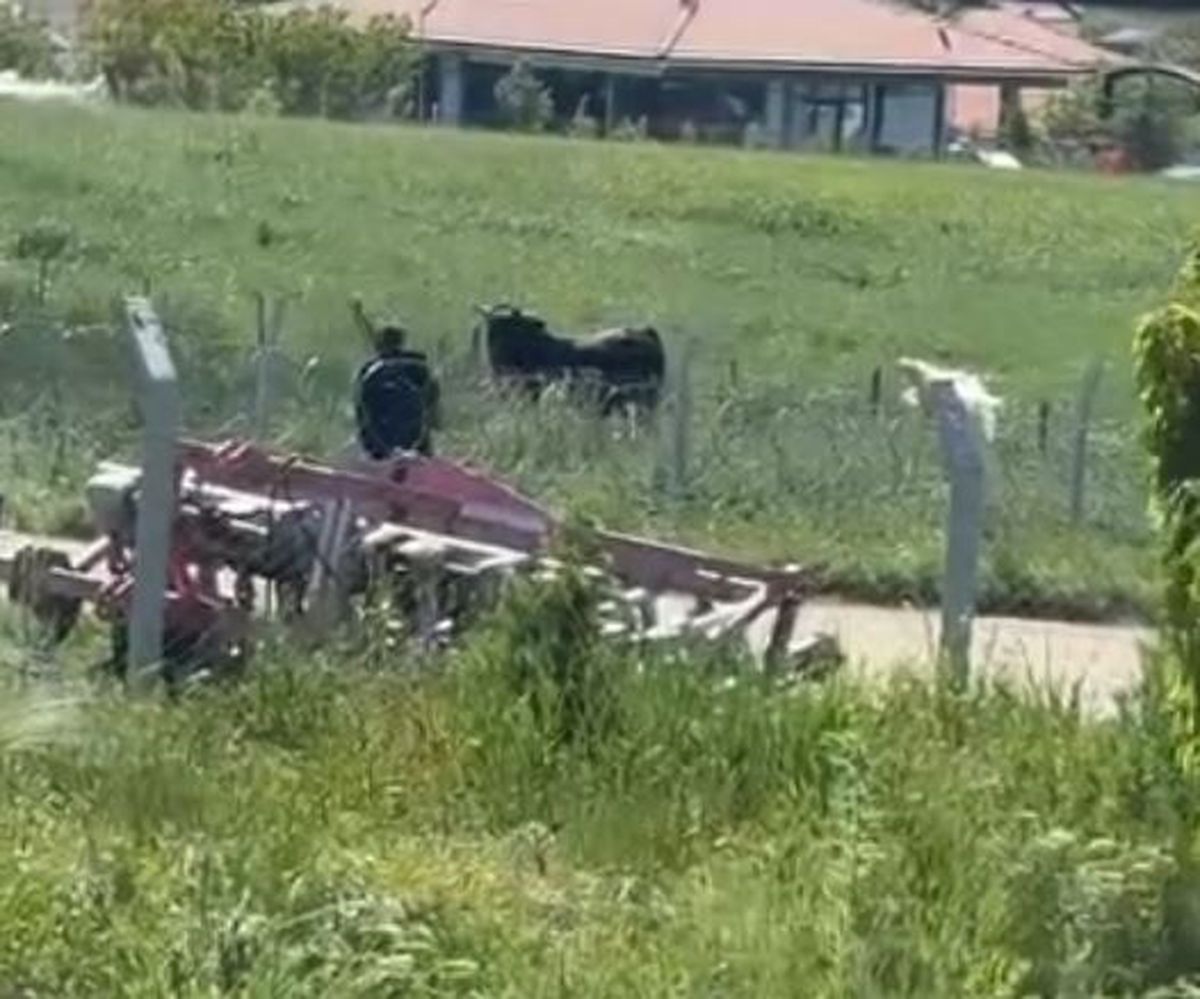 Kurbanlıklar Kaçtı, Kovalamaca Yaşandı