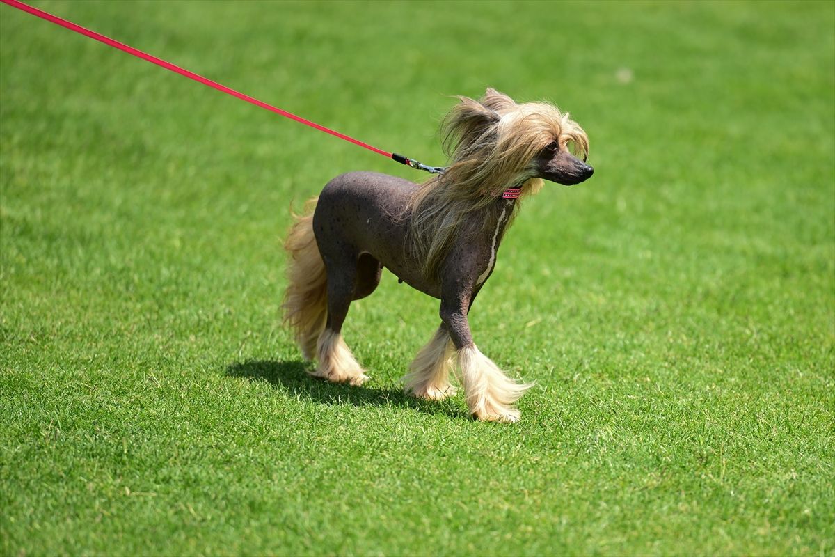 Antalya’da Uluslararası Köpek Irkları Yarışması