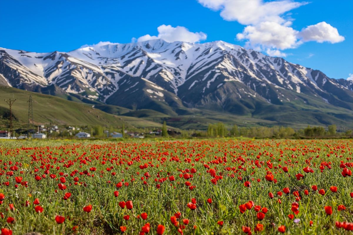 Artos Dağı’nda Bahar ve Kış Bir Arada