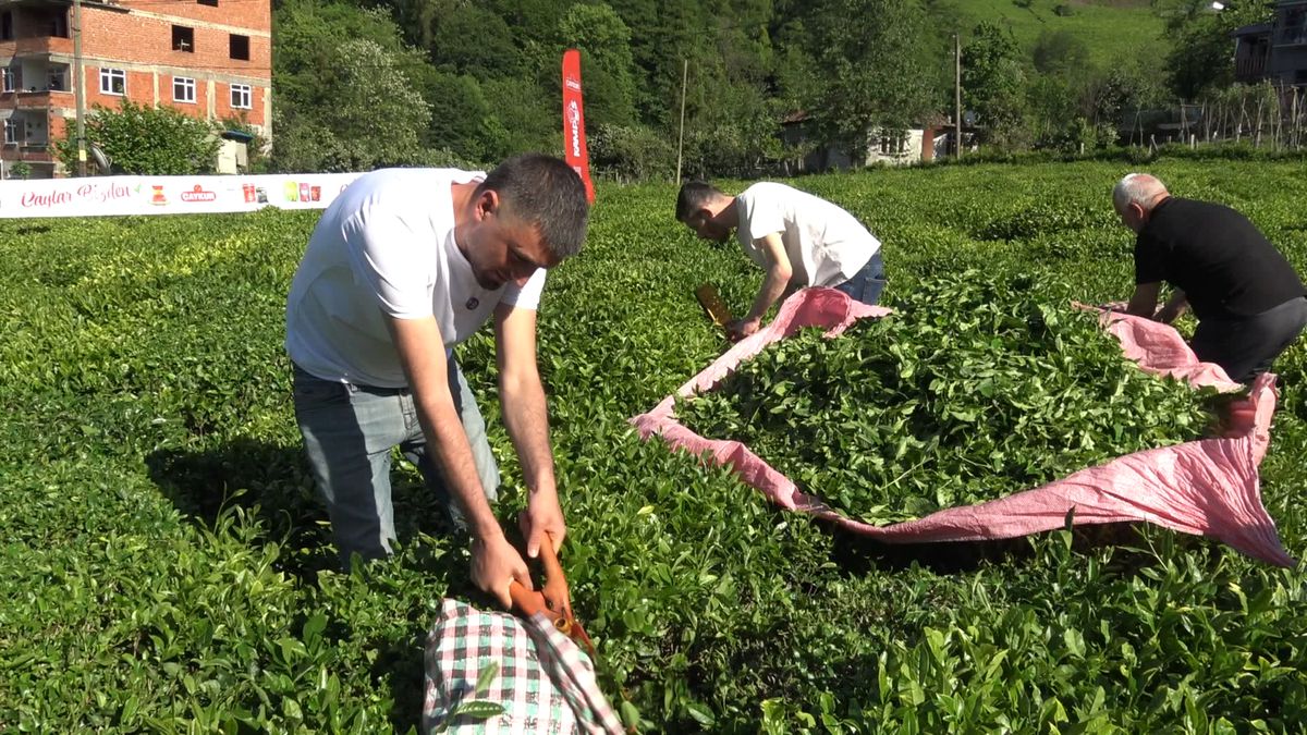 Artvin’de Çay Hasadı Başladı