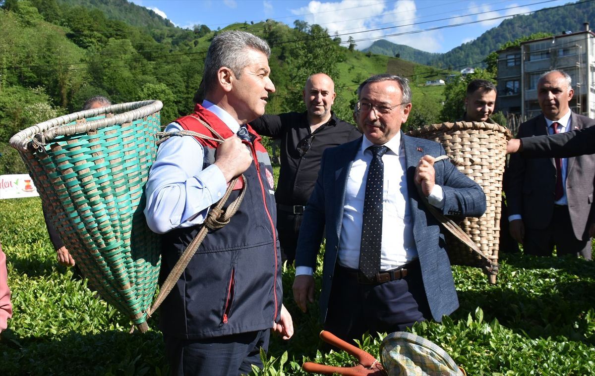 Artvin’de Geleneksel Çay Hasadı Etkinliği