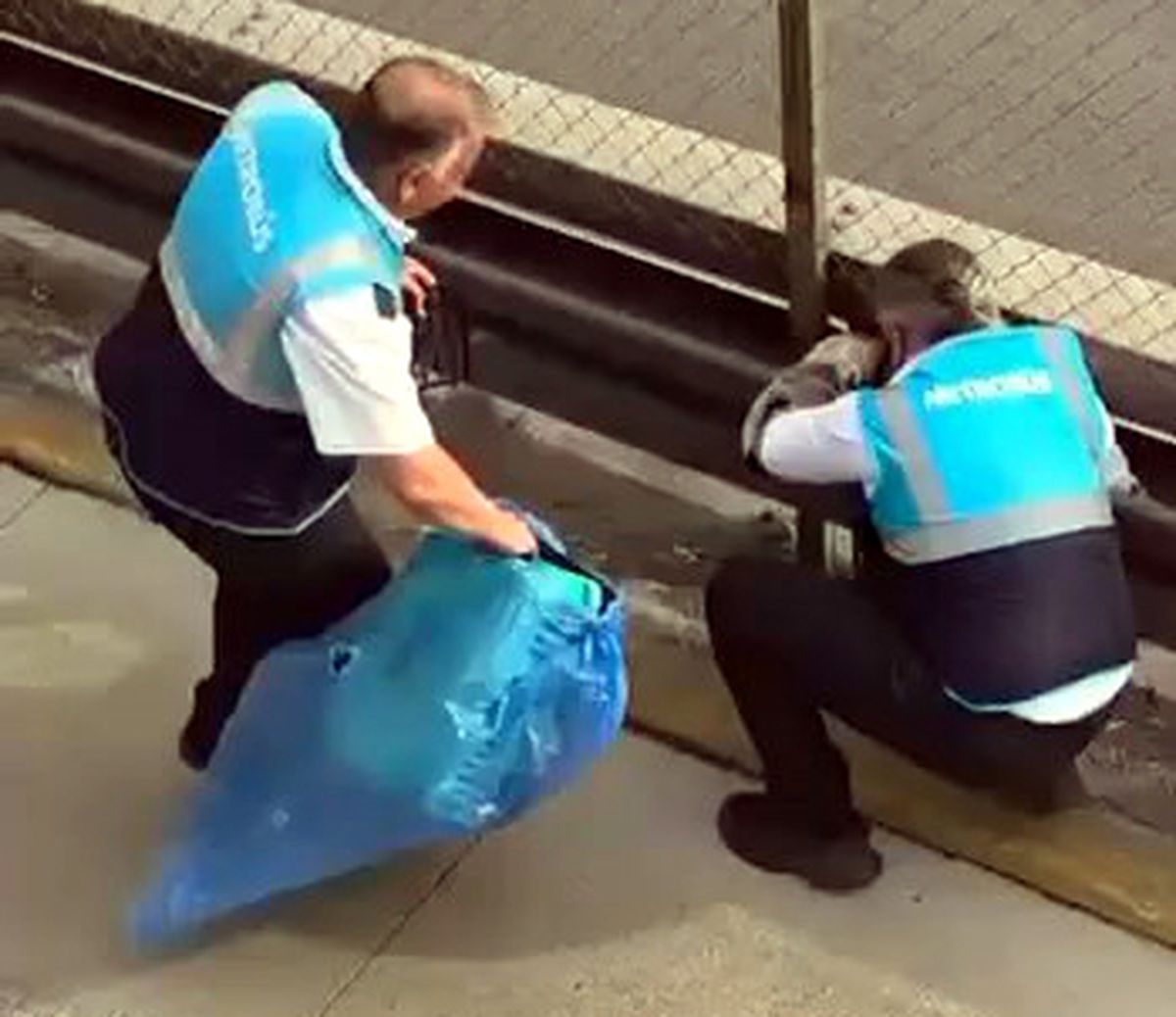 Metrobüs Durağında Mahsur Kalan Kedi Kurtarıldı
