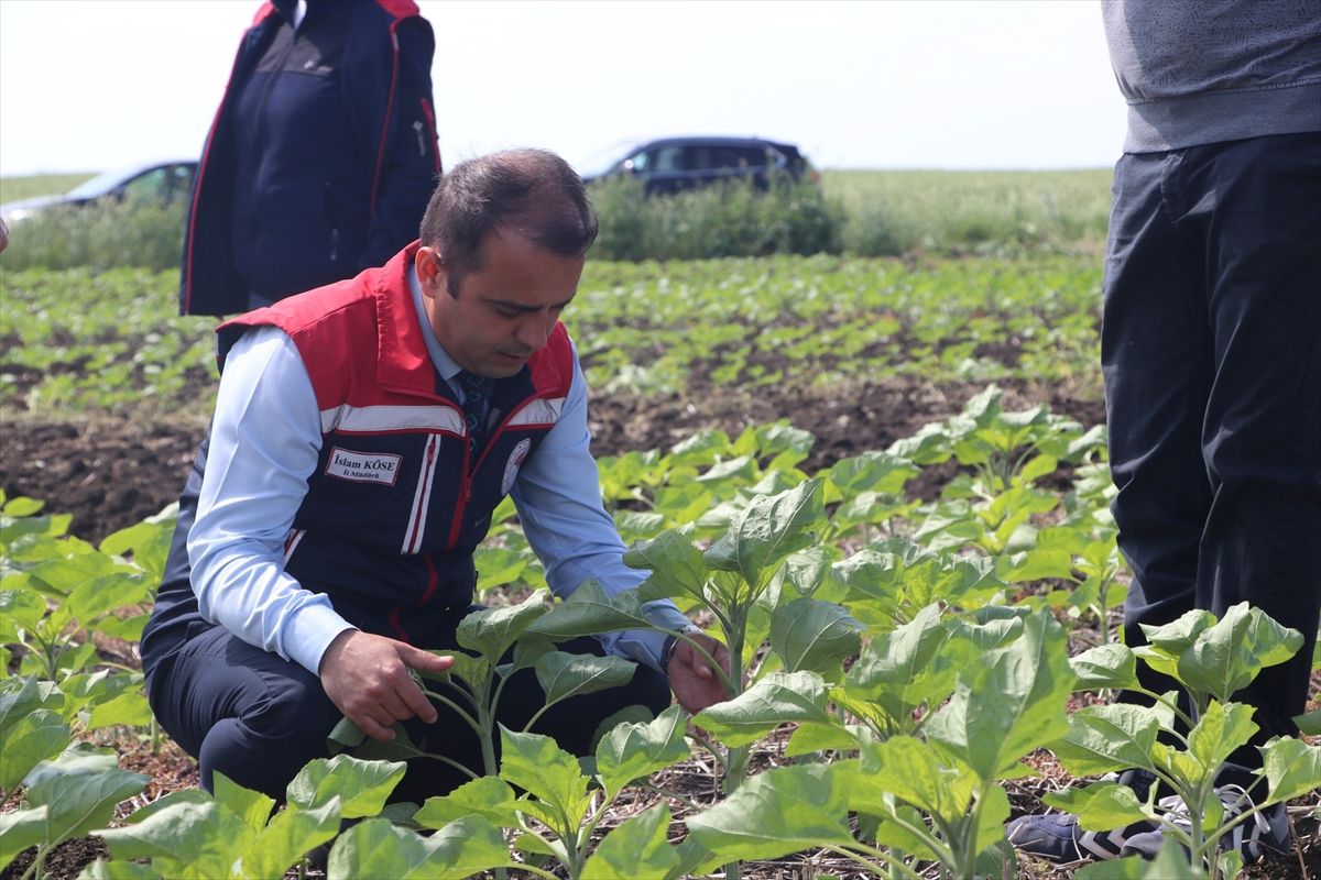 Ayçiçeği Verim Projesinde İkinci Yıl Ekimleri Tamamlandı