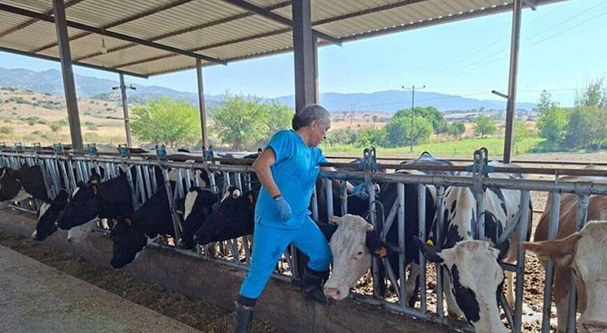 Aydın’da Şap Hastalığı Nedeniyle Karantina