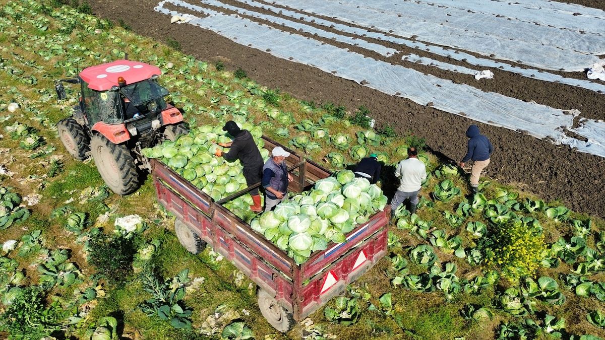 Bafra’da Kışlık Lahana Hasadı Tamamlandı