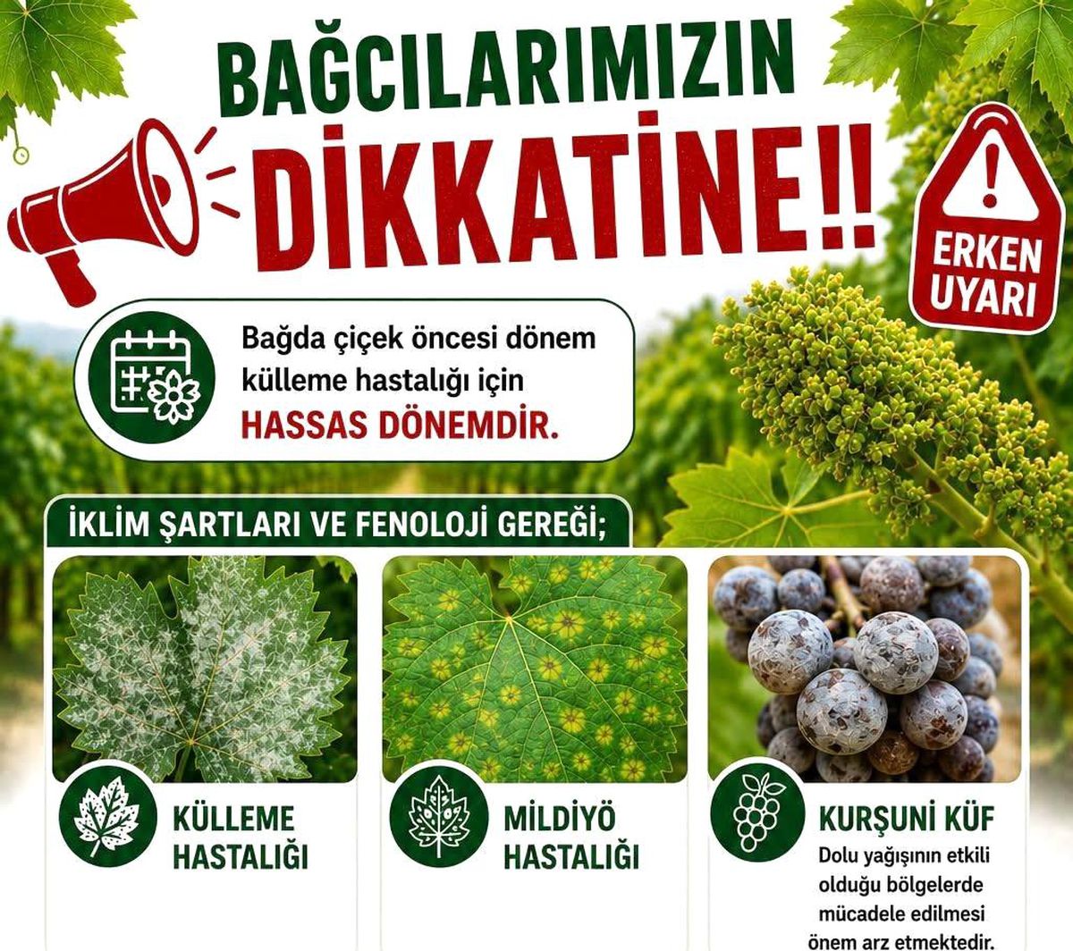 Sarıgöl’de Üzüm Bağları İçin İlaçlama Uyarısı