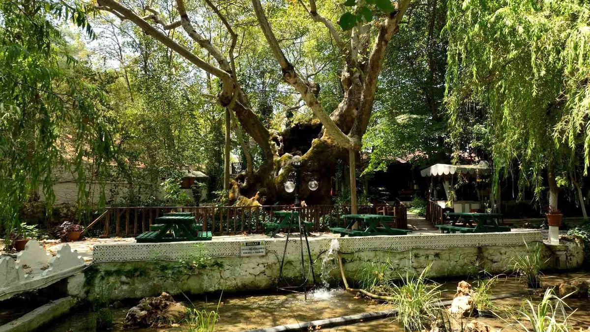 Muğla’daki 854 Yıllık Çınara Koruma