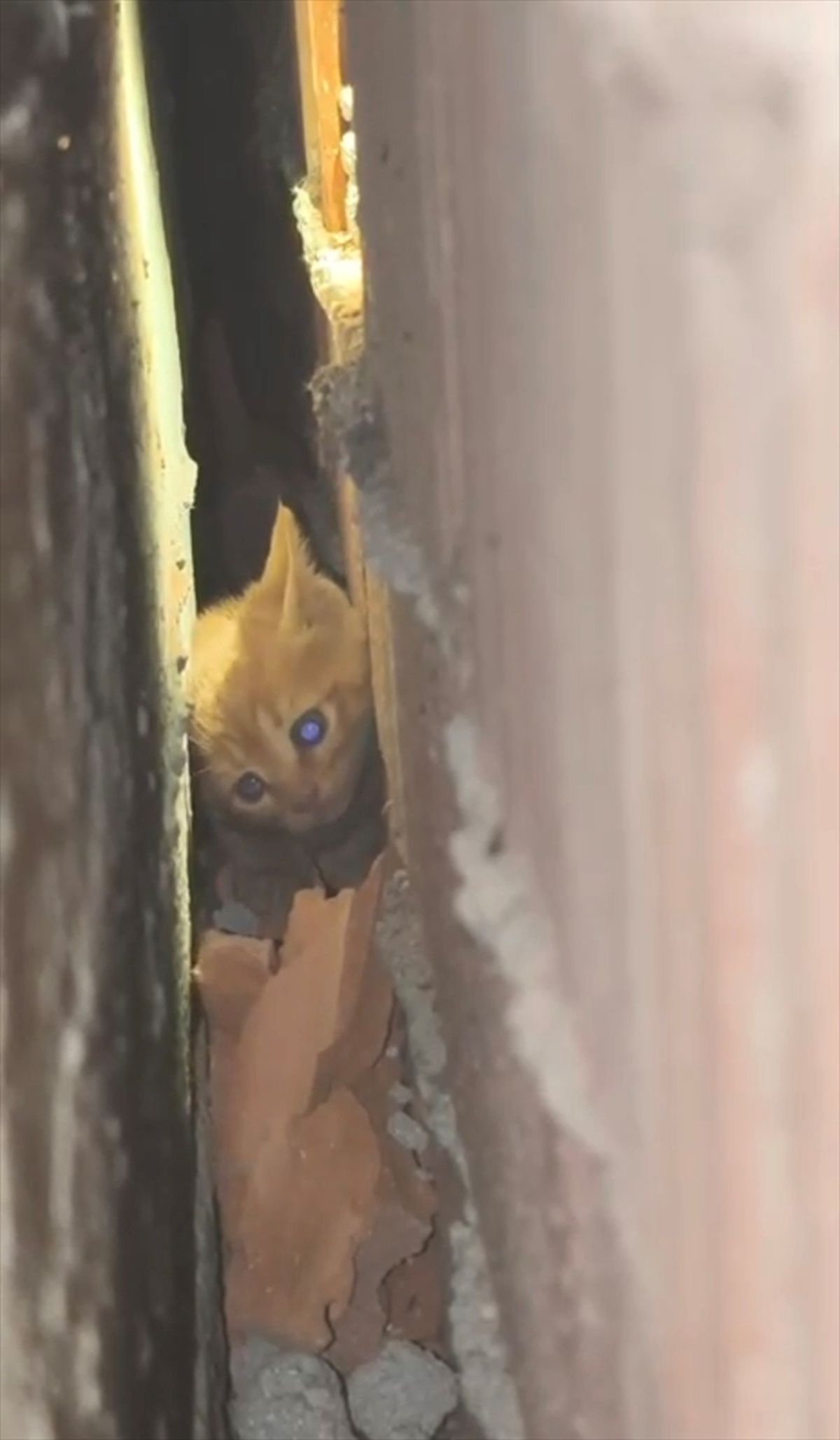 Sındırgı’da İtfaiye, Sıkışan Kedi Yavrusunu Kurtardı