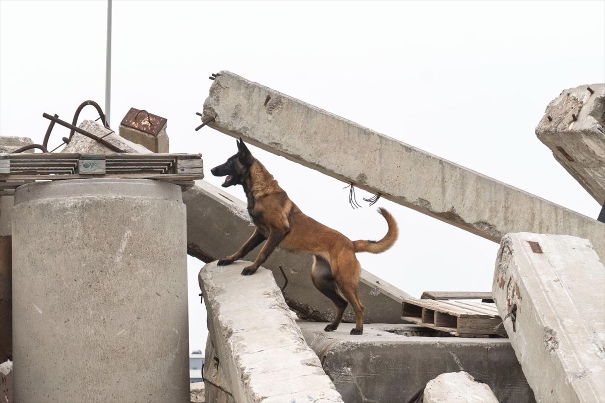 Momo, Arama Kurtarma Köpeği Oluyor