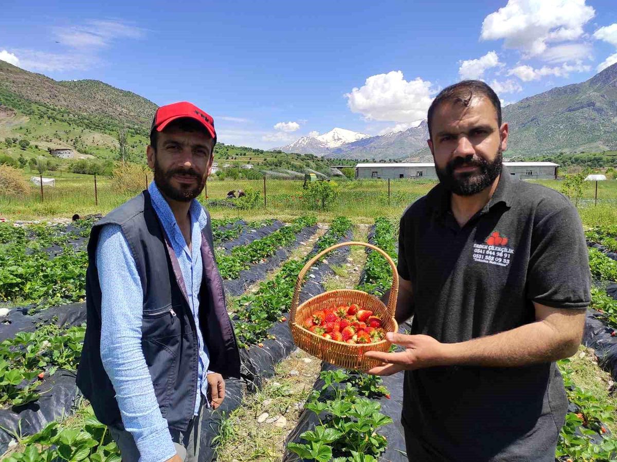Batman’da İlk Organik Çilek Hasadı Yapıldı