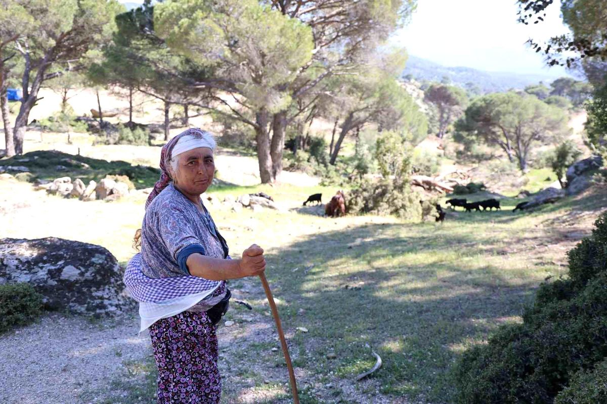 Çobanlık Unutuluyor: Beşparmak Dağları’nda Yaşlı Çobanlar