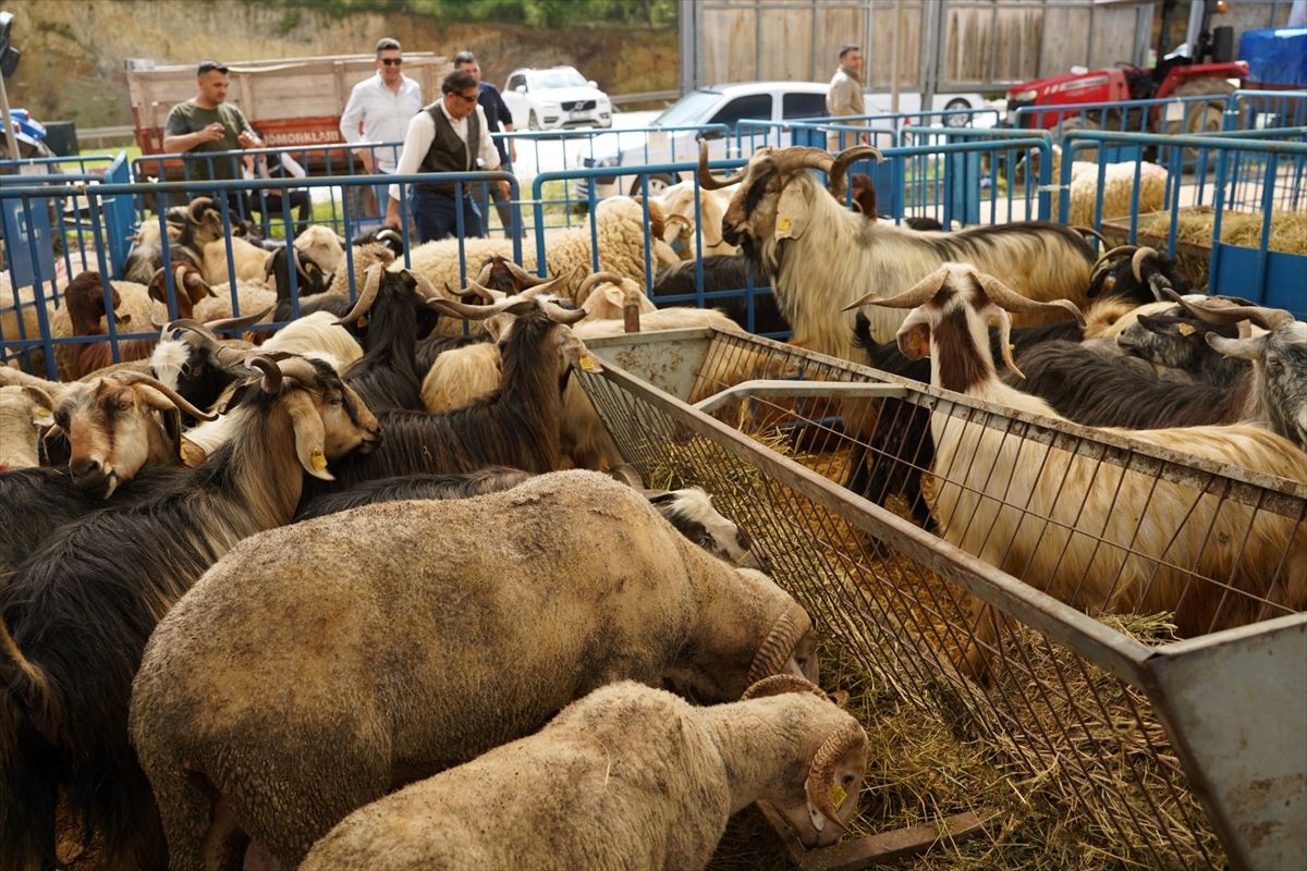 Bilecik’te Kurban Pazarında Denetim
