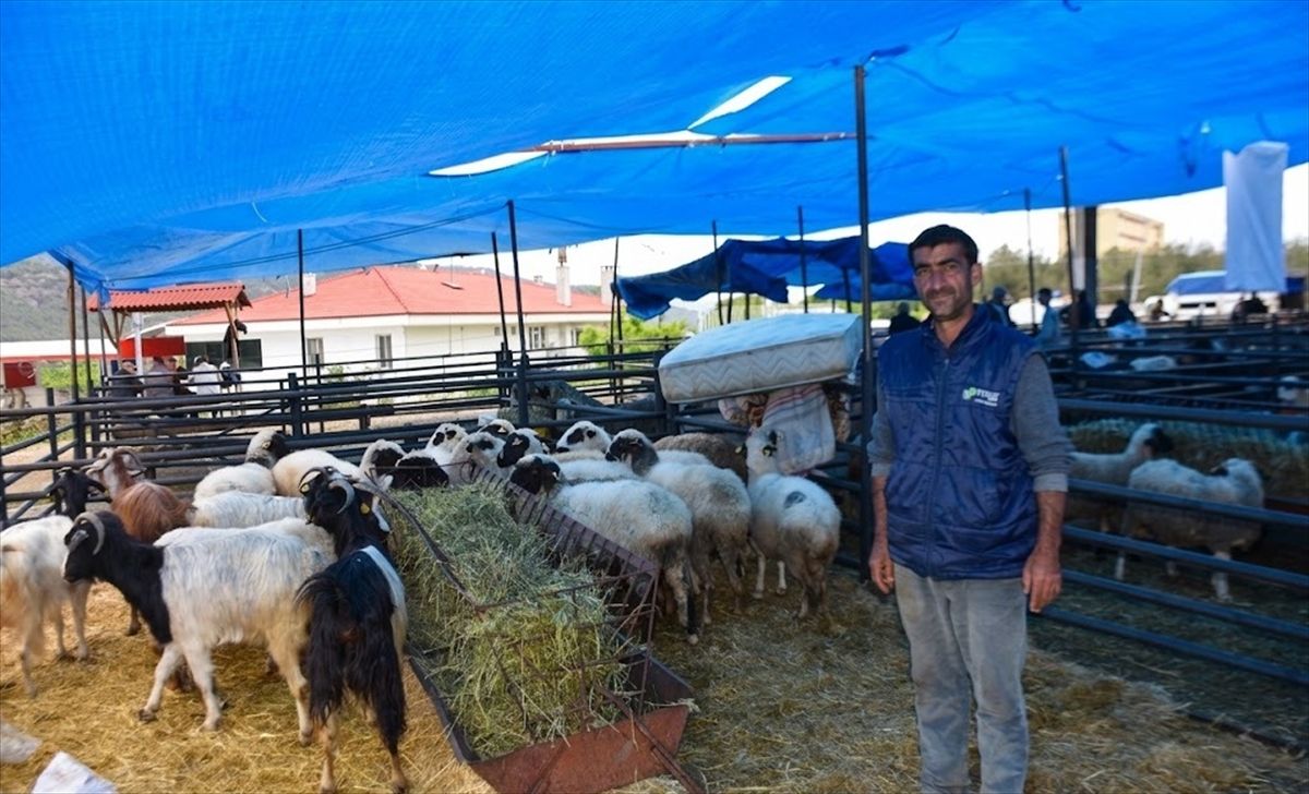 Boyabat’ta Kurban Pazarı Açıldı