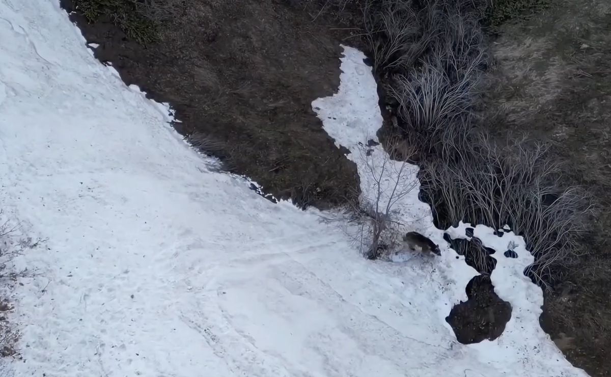 Bozayının Kayma Anı Dronla Görüntülendi