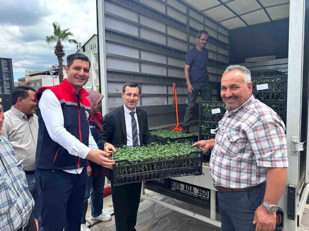 Aydın’da 14 Bin Domates Fidesi Dağıtıldı