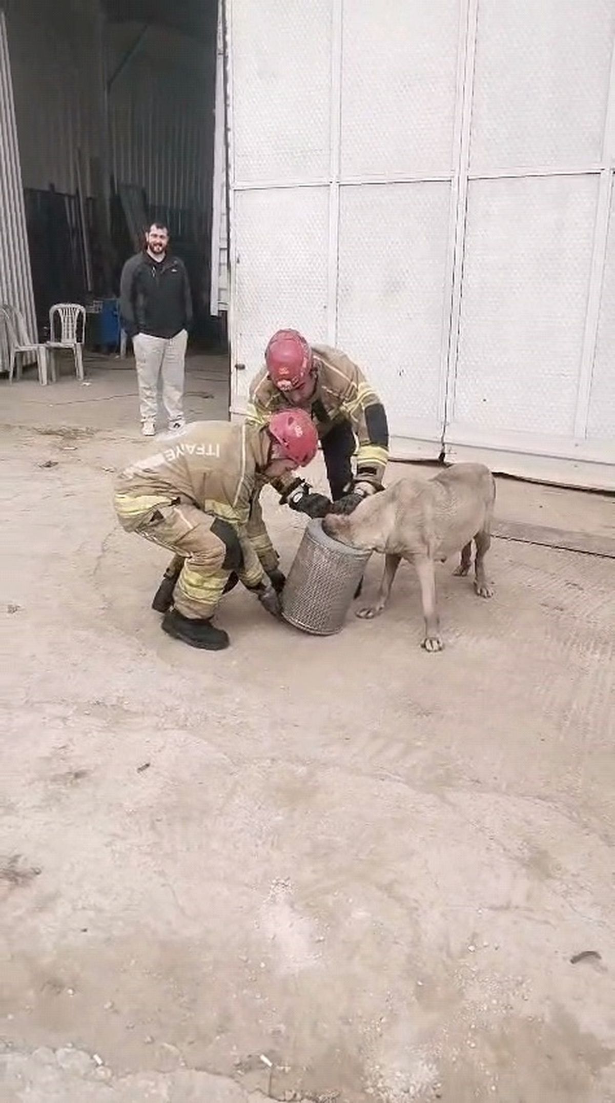 Hamile Köpek İtfaiye Ekiplerince Kurtarıldı