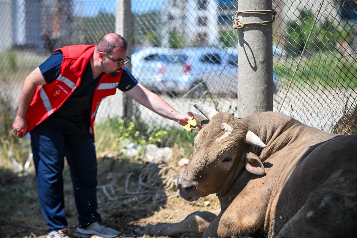 Çanakkale’de Kurban Alanı Denetlendi