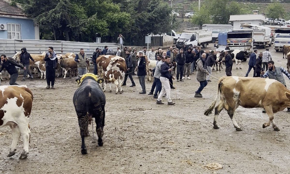 Diyarbakır’da Kaçan Boğa Paniğe Neden Oldu