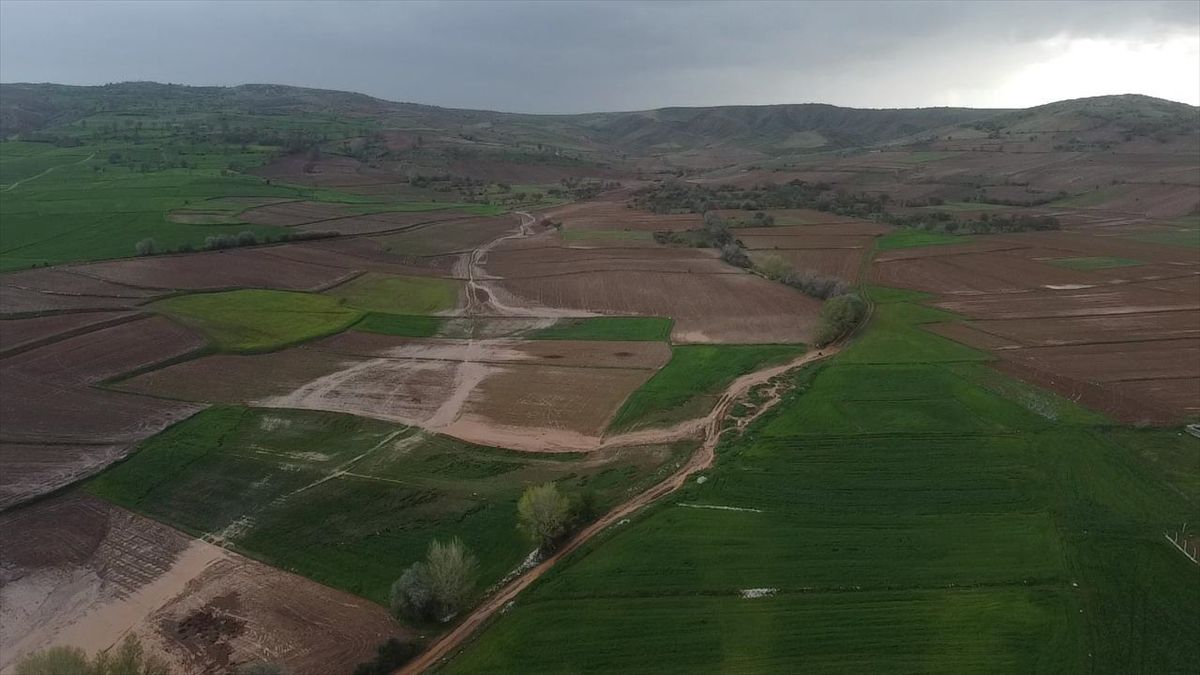 Alaca’da Sağanak Tarım Arazilerine Zarar Verdii