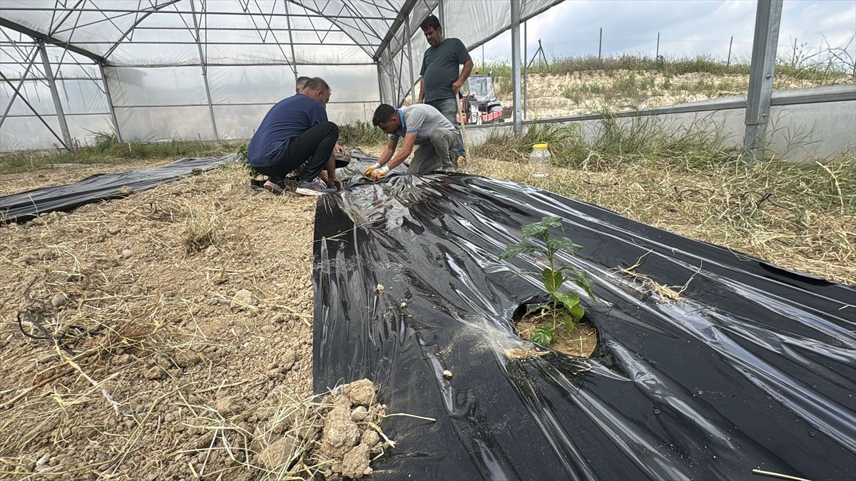 Adana’da Kahve Yetiştiriciliği Başladı