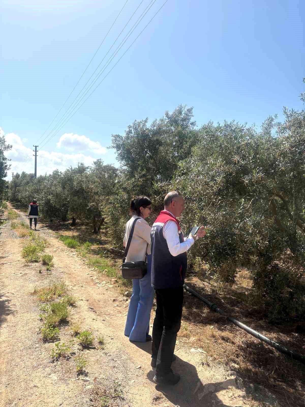 Didim’de 2026 Zeytin Rekoltesi İçin Çalışmalar Başladı