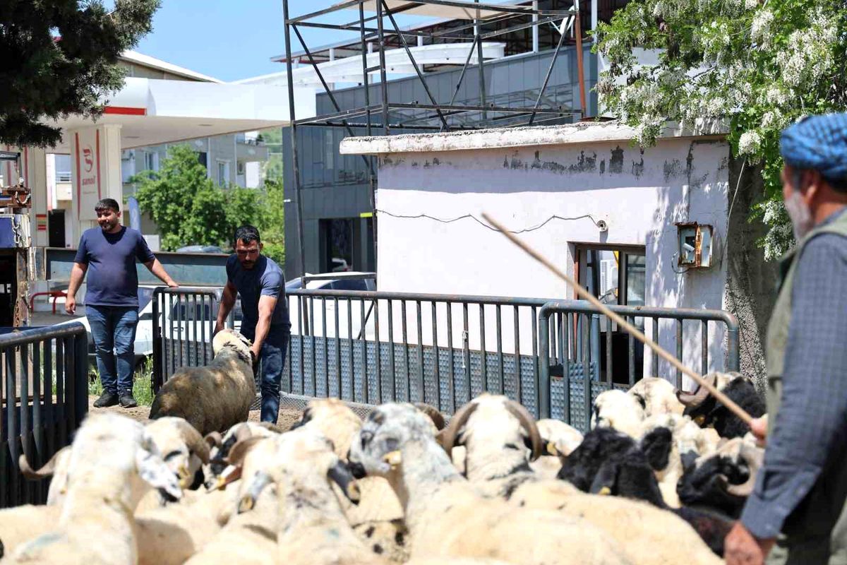 Diyarbakır’da Kurbanlık Hayvan Sevkıyatı Hızlandı