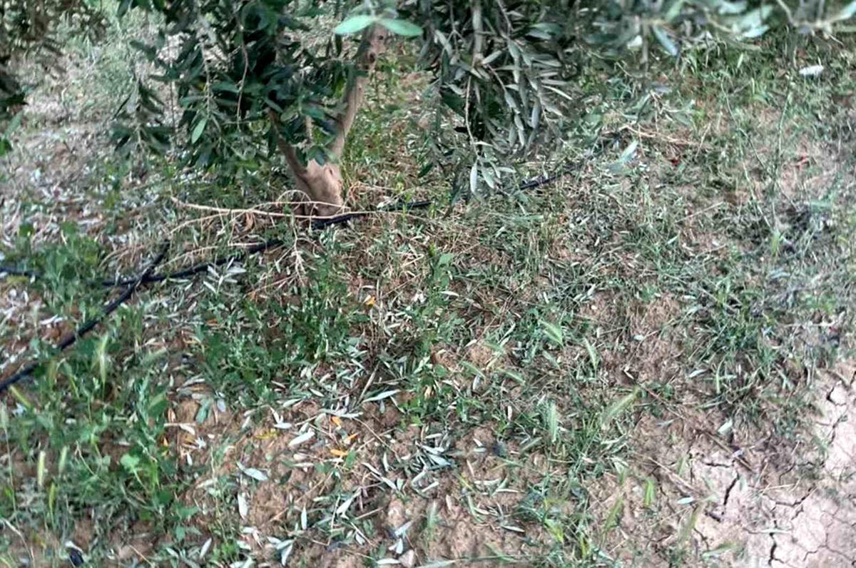 Mersin’de Dolu Hasara Yol Açtı