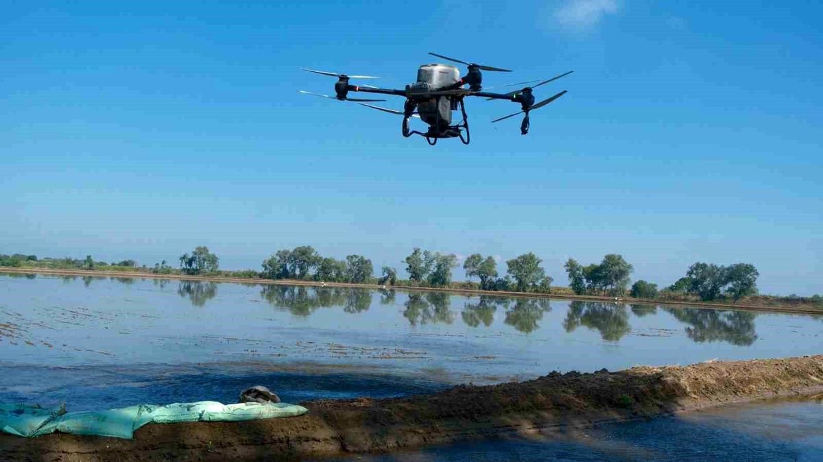 Karacabey’de Dron ile Çeltik Ekim Dönemi