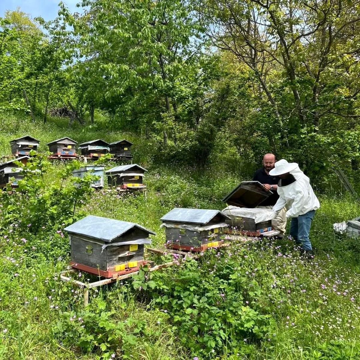 Düzce’de Bal Ve Balmumu Üretimi Artıyor