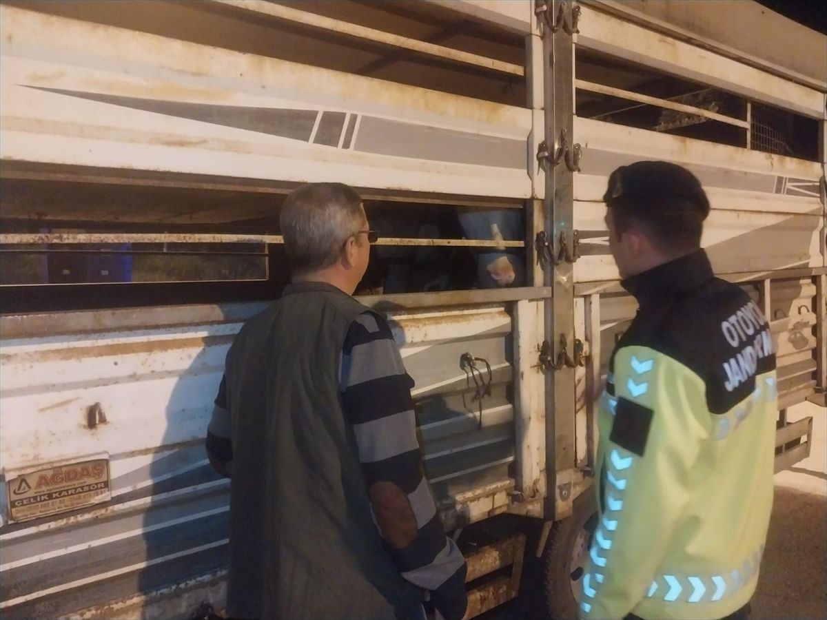 Havsa’da Belgesiz 2 Büyükbaş Hayvan Tespit Edildi