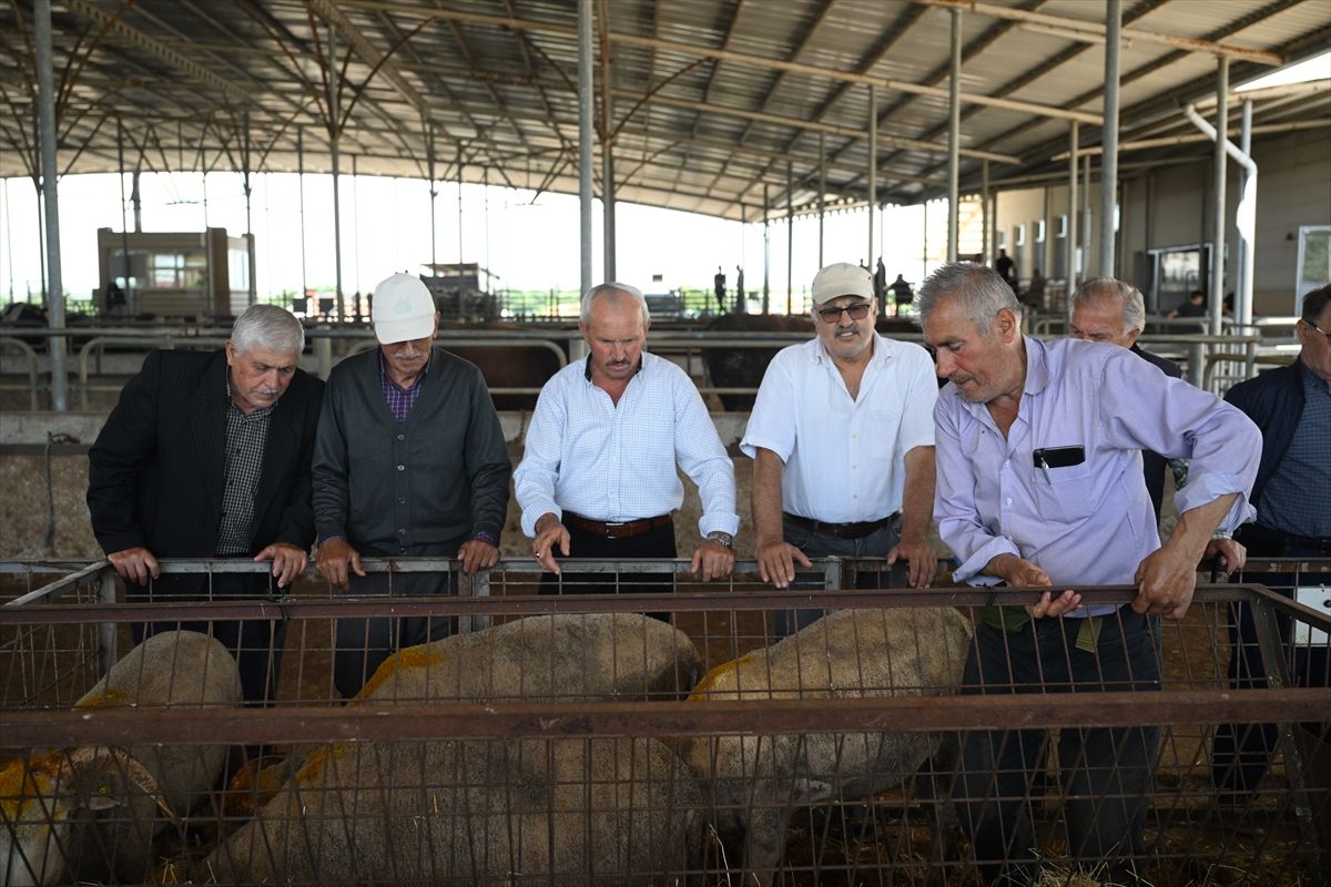Edirne’de Kurban Satış Denetimi