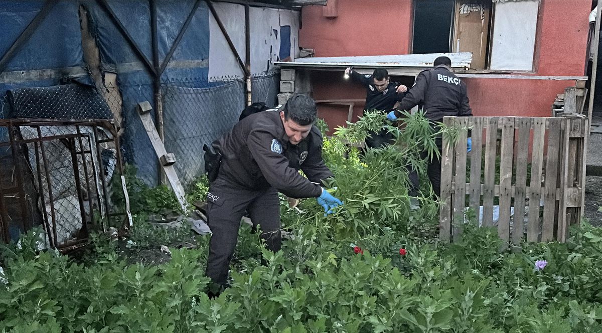 Edirne’de Uyuşturucu Operasyonu: 90 Kök Hint Keneviri Ele Geçirildi