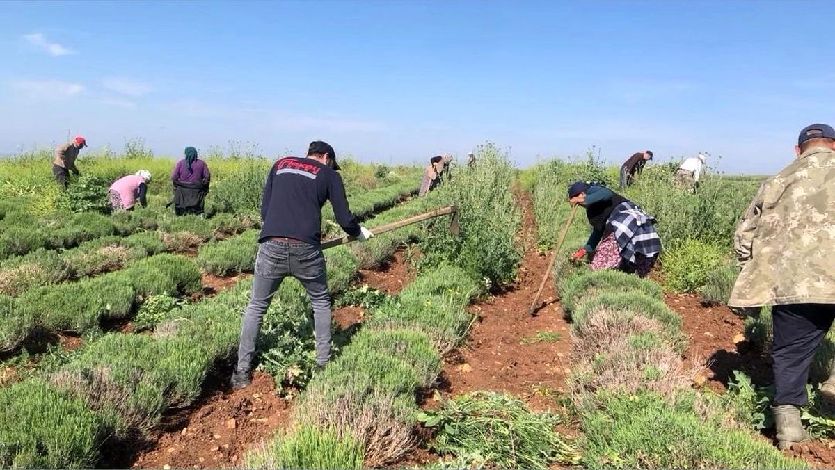 Lalapaşa’da Lavanta Tarlaları