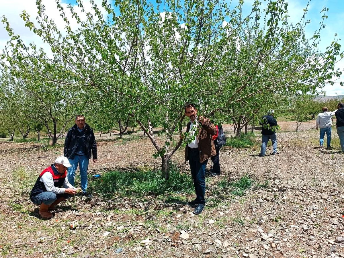 Elazığ’da Dolu Hasarı Tespiti